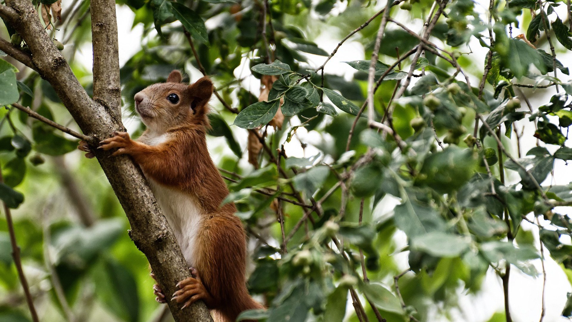 史上最“燃”季后赛夜战，哪场比赛最令人难忘？，季后赛战报