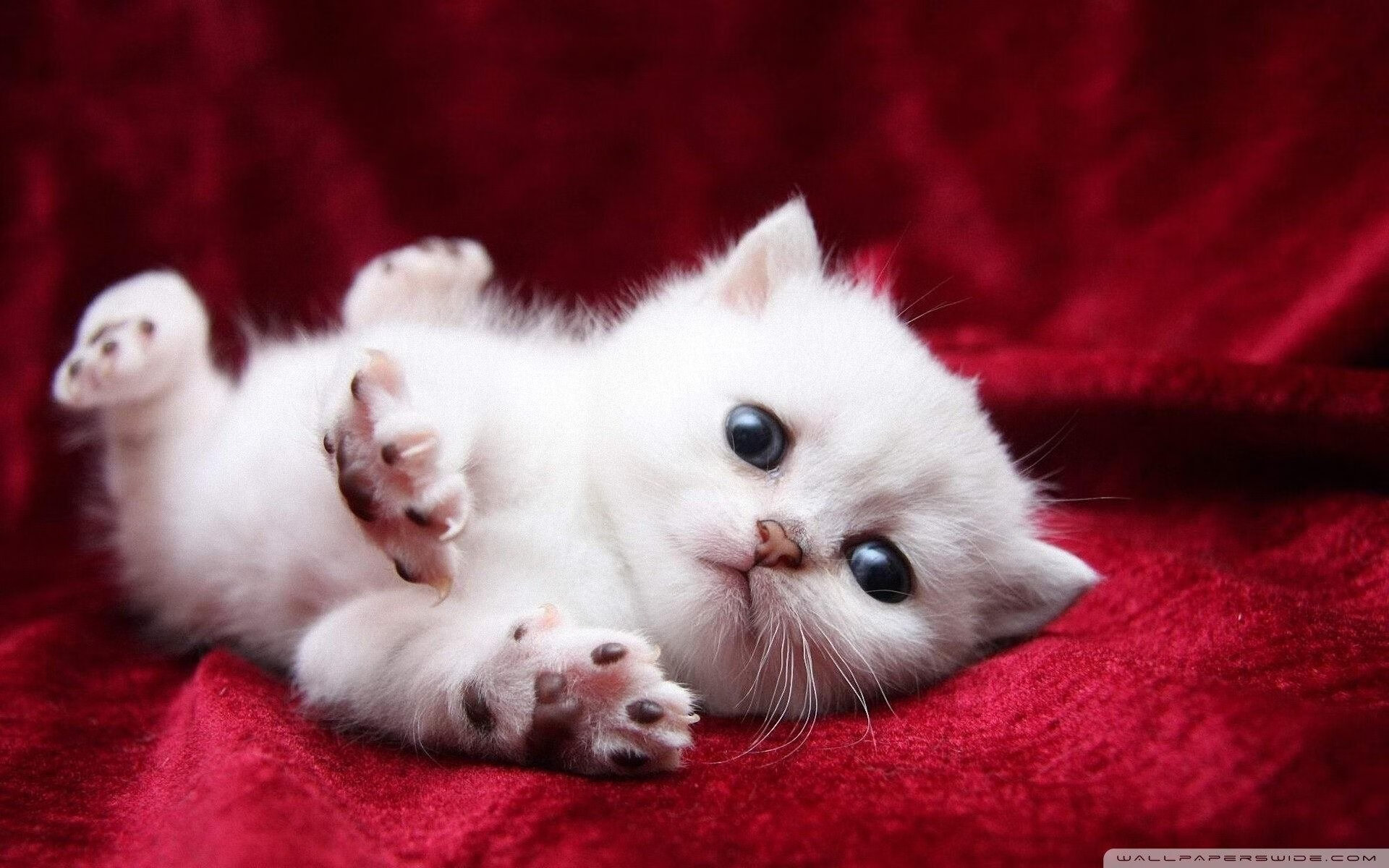 开云网页版登录入口-史上最激动人心“冠军对决”现场盛况，冠军精彩