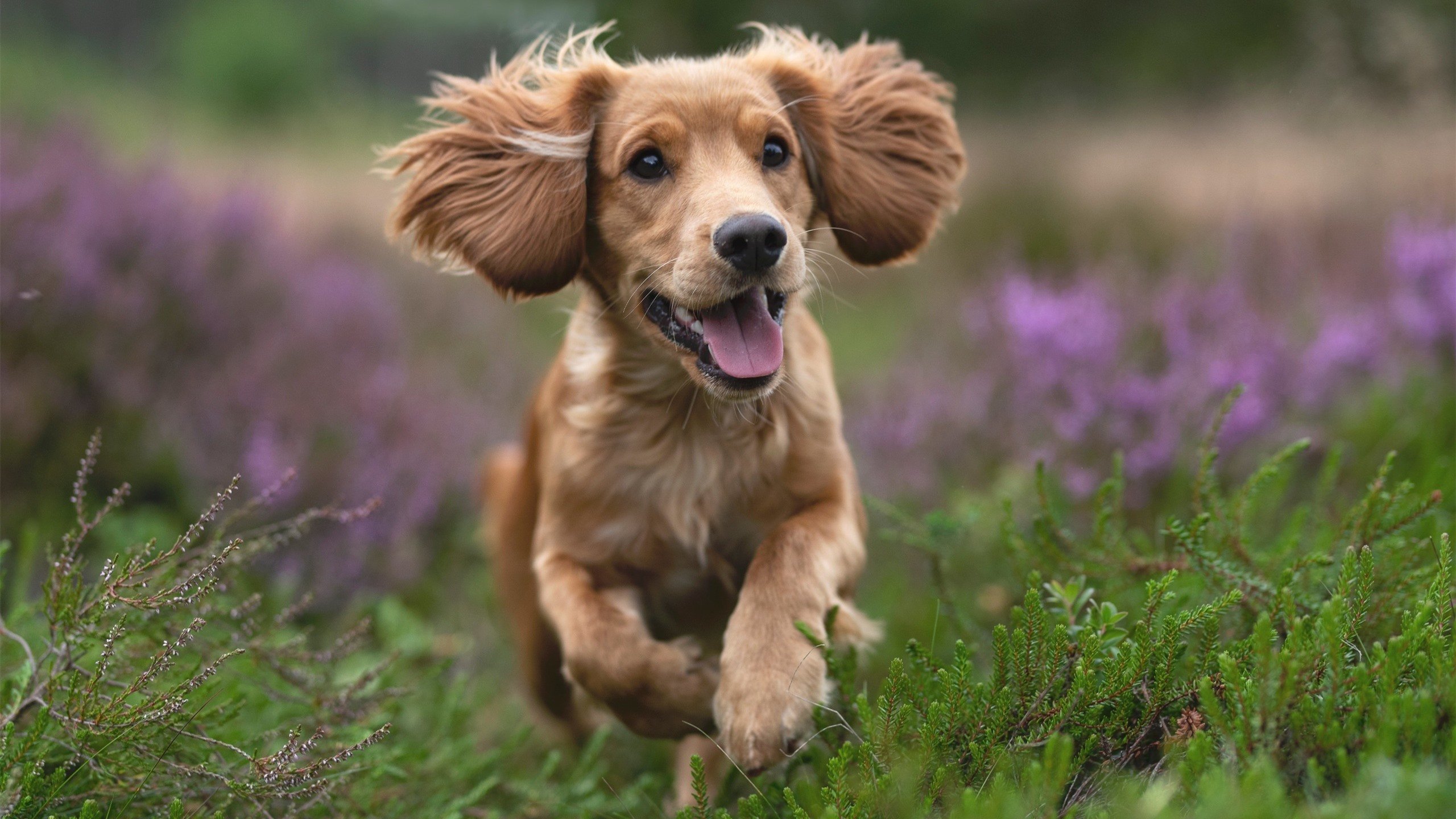 大型春季郊野跑,享受自然与运动的双重魅力,春季野外郊游照片