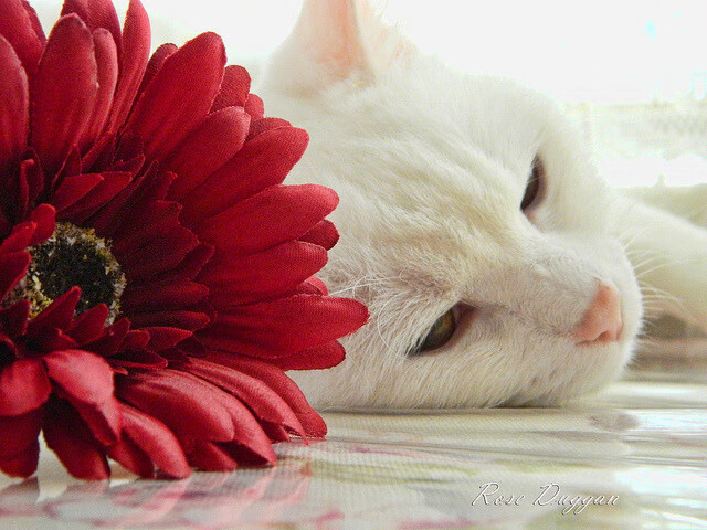 布鲁诺·卡博克洛在NBA夏季联赛中展现进攻多样性,布洛克vs卡里