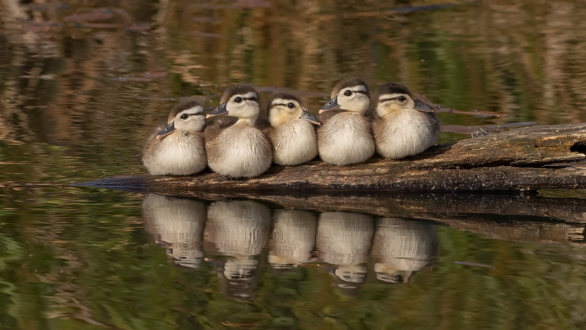 小镇特色水上漂流,挑战自然水域的趣味运动,水上漂流项目