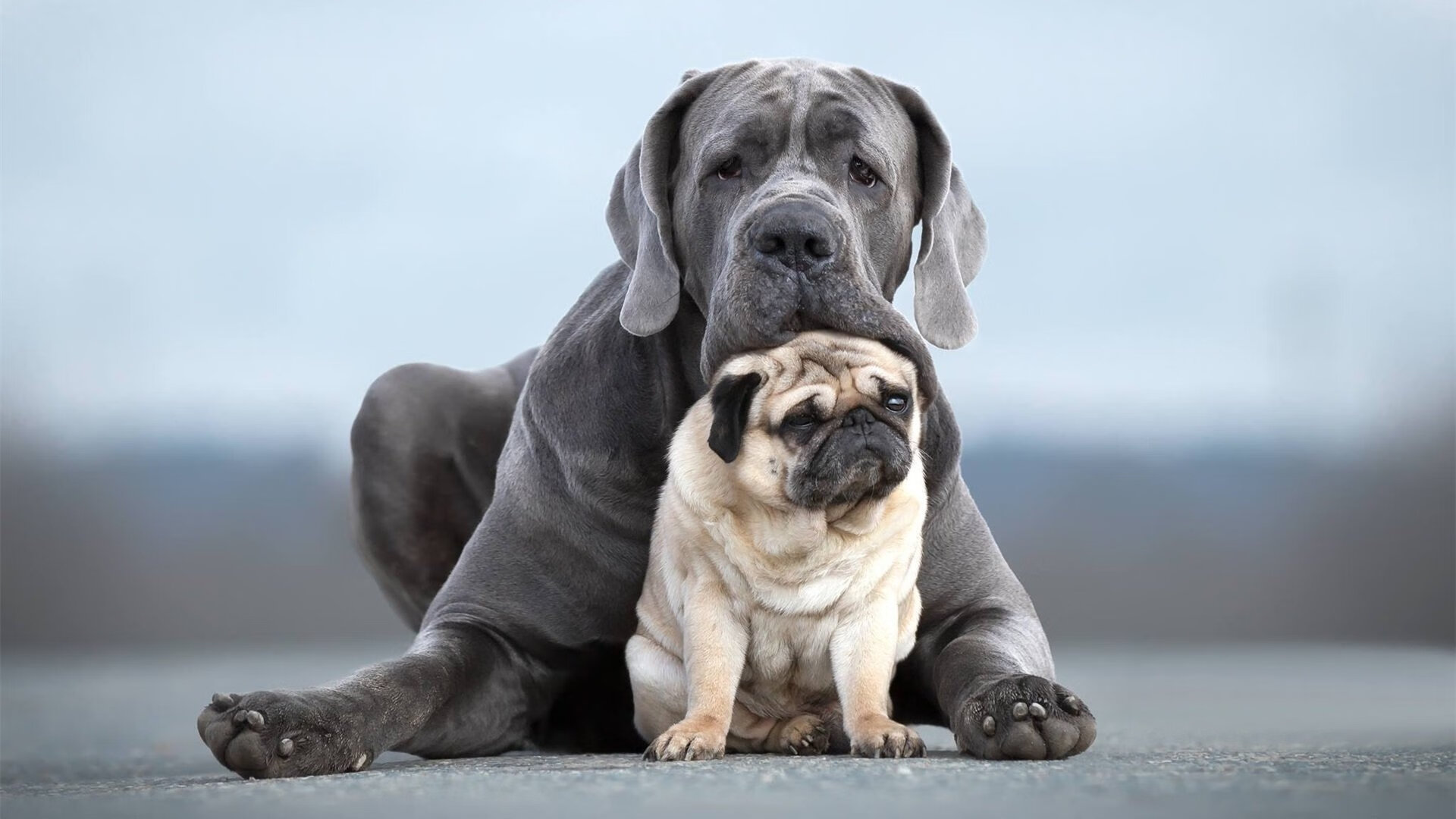 异军突起：外援如何改变联盟格局？，外援 冲突