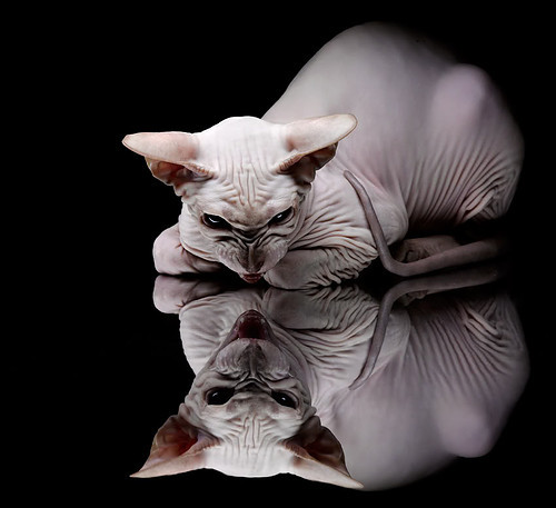 德甲：拜仁4-2战胜多特蒙德，莱万完成帽子戏法，欧冠拜仁莱万受伤