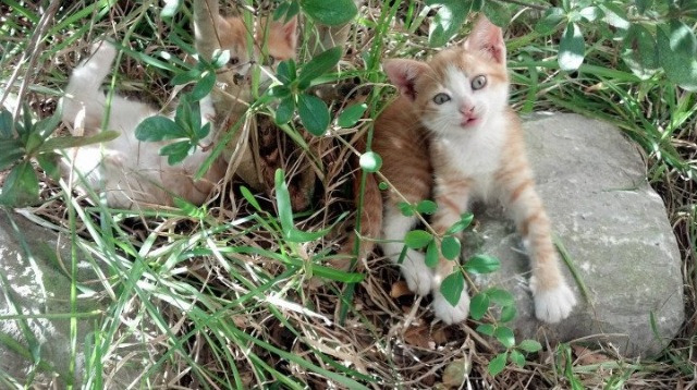 极端天气:影响比赛的自然因素,极端天气_影响比赛的自然因素有哪些