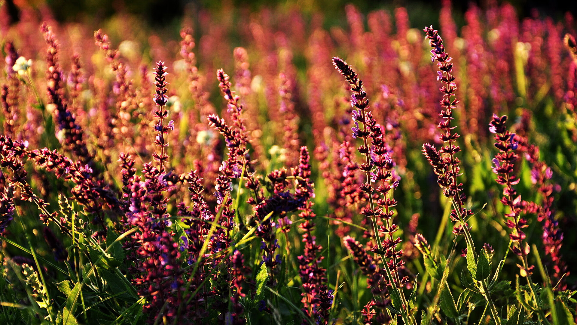 开云官方-电竞直播平台创新互动模式，粉丝参与度创历史新高，电竞直播室
