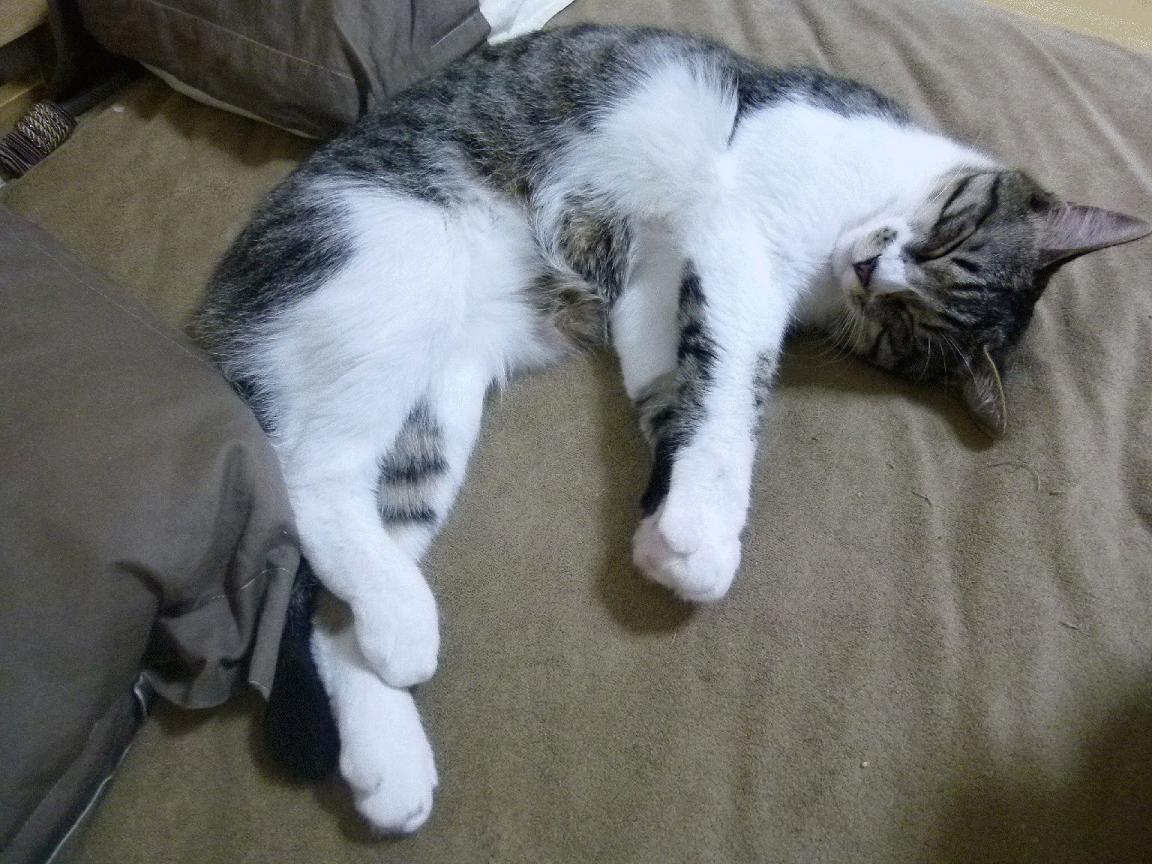 篮球明星公益赛事吸引大量球迷关注,篮球明星比赛