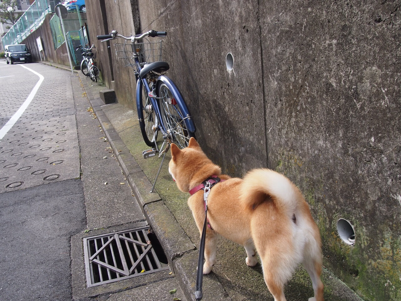 开云官方网站-逆境突围：伤兵满营的球队如何奋力冲击季后赛？，《逆境突袭》