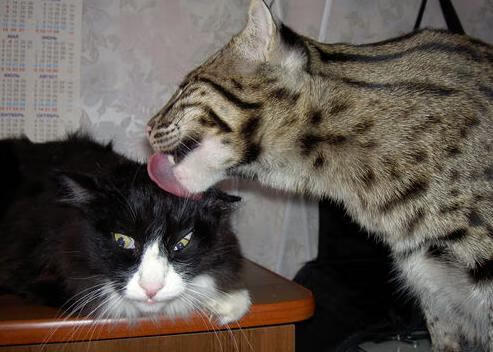 Aster训练营全力备战,aster队伍