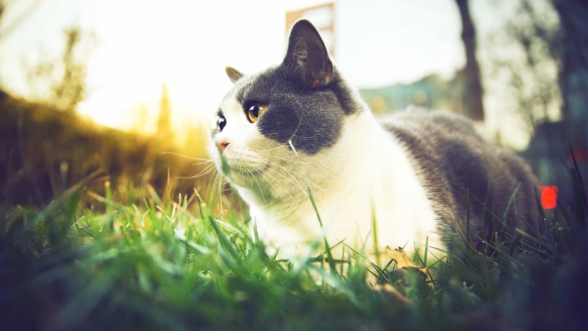 开云中国大陆-Faker成为亚洲电子体育形象大使，电竞职业选手faker