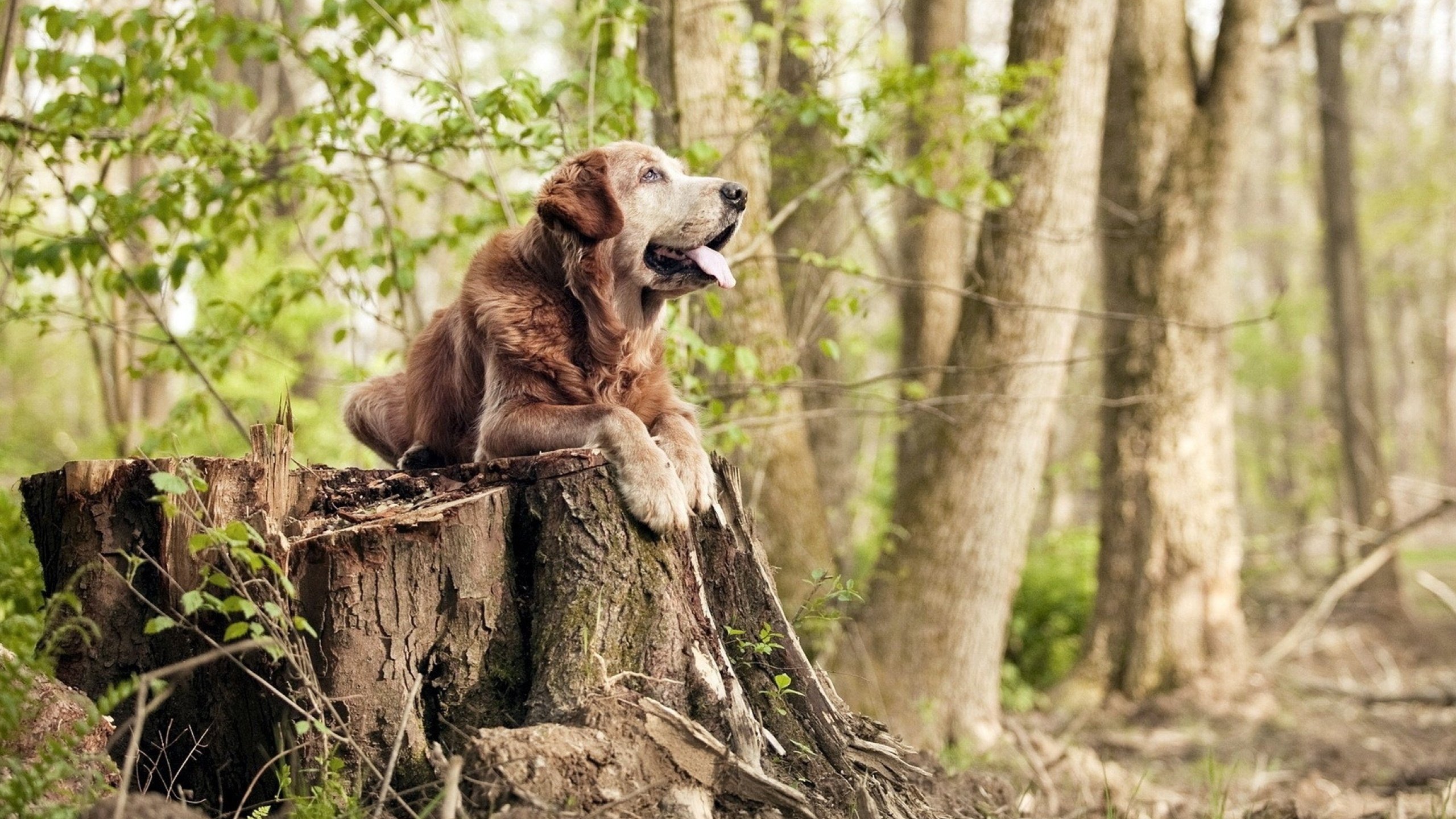 公牛完封湖人,关键一役中德罗赞锁死对手,公牛对湖人总决赛视频