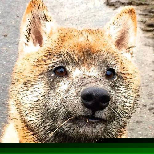 扎卡尼感谢托蒂,罗马前锋神勇破门,扎卡正式转会罗马