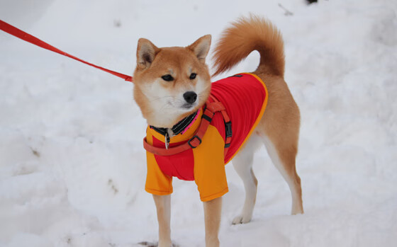 捷克队在大赛中蓄势待发，以胜利回应质疑，捷克队战绩