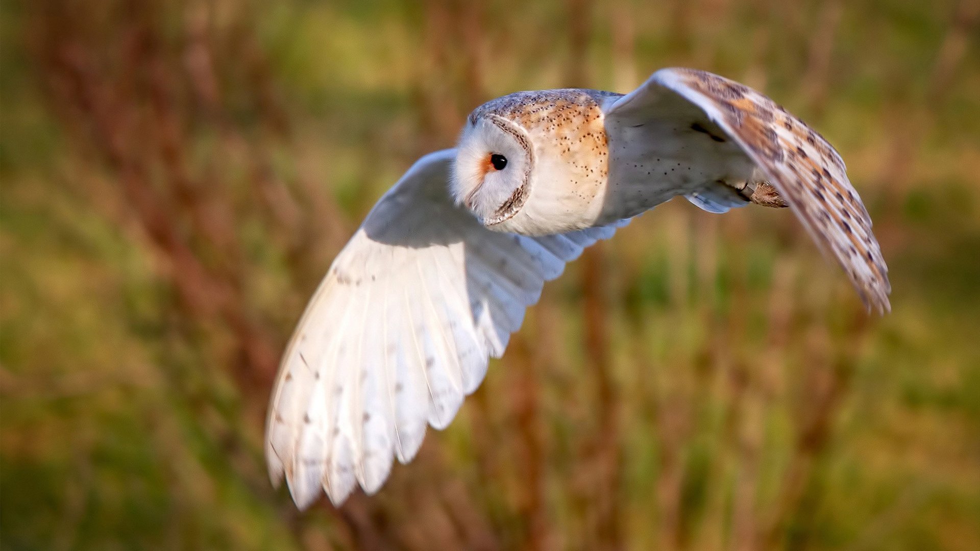 琉球黄金国王备战关键对决,琉球王国国王