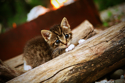 阿斯顿维拉挑战伯恩茅斯，实力对比，阿斯顿维拉vs伯恩利比赛结果