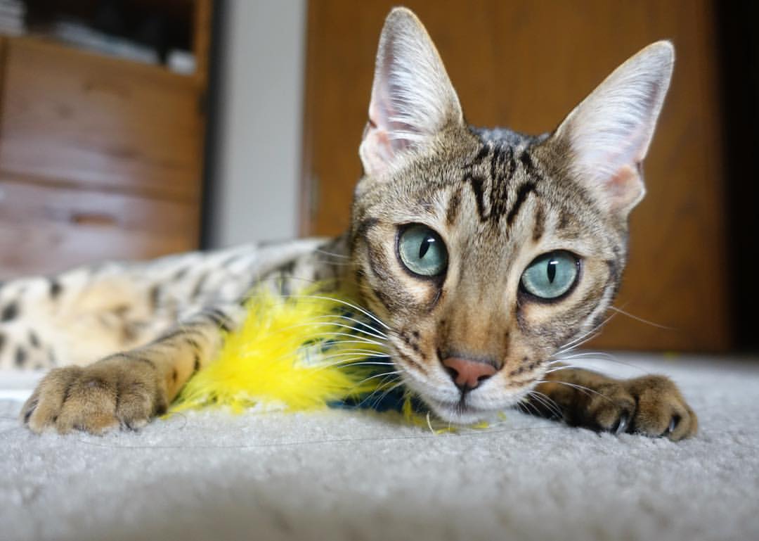 中国足球门将出击时机选择模型优化,中国足球门将出击时机选择模型优化方案