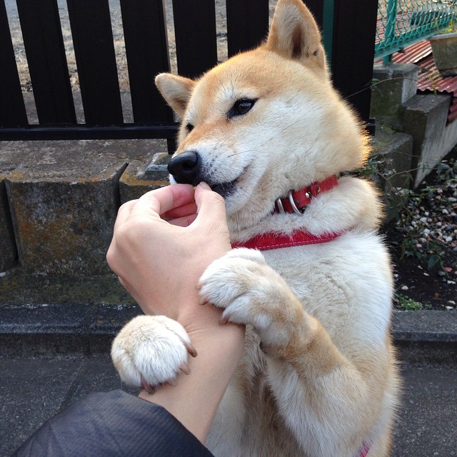 开云官方网页登录-中美澳三国对抗形成多项目立体态势，中澳战略对话