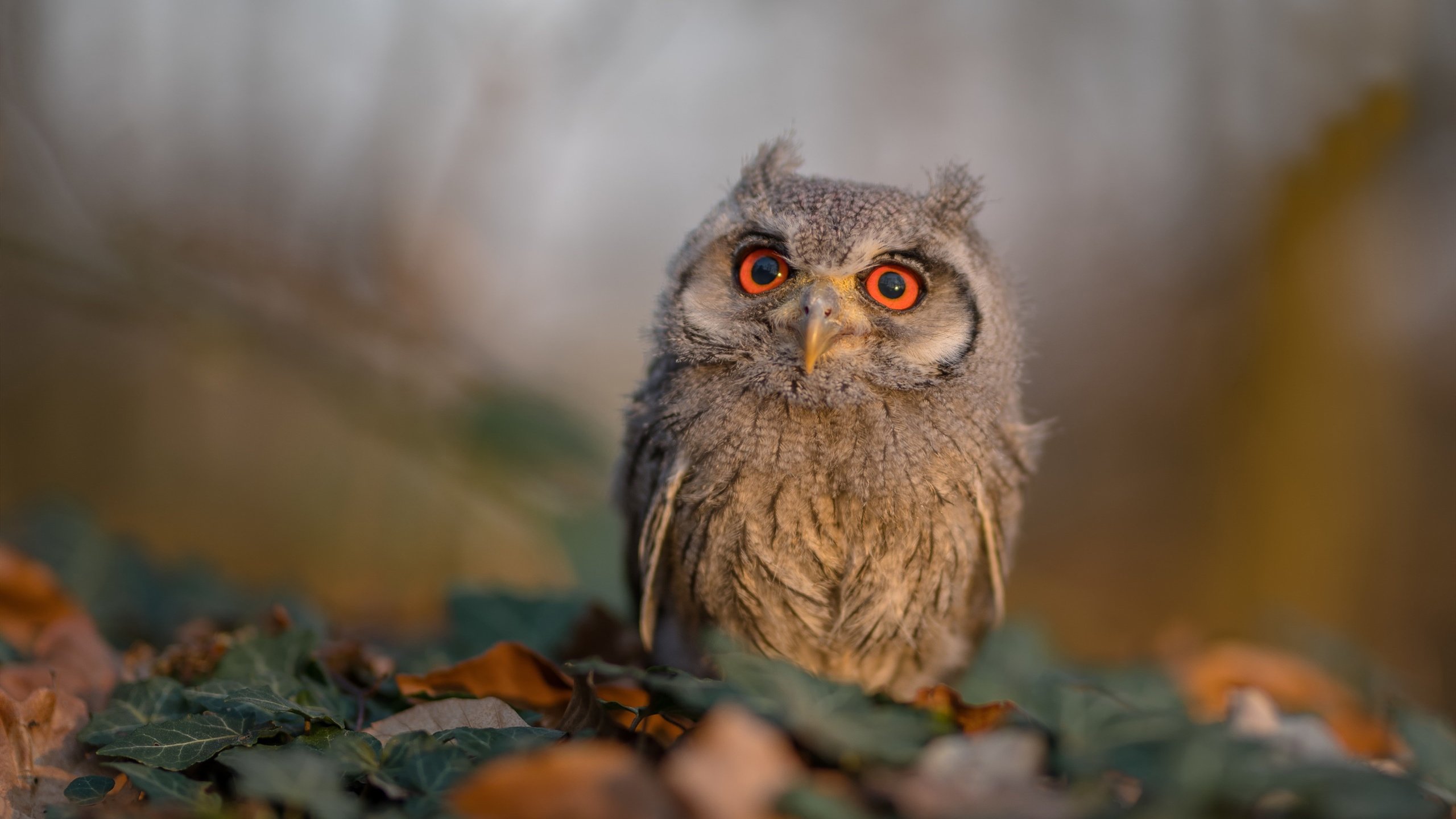 Kaiyun官方登录入口-五大联赛是否推广跑动换位节奏应对人盯人防守，五大联赛转会窗