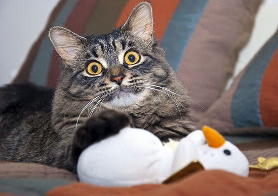 英雄联盟策略博弈成焦点战术准备比拼激烈,英雄联盟游戏技巧战略