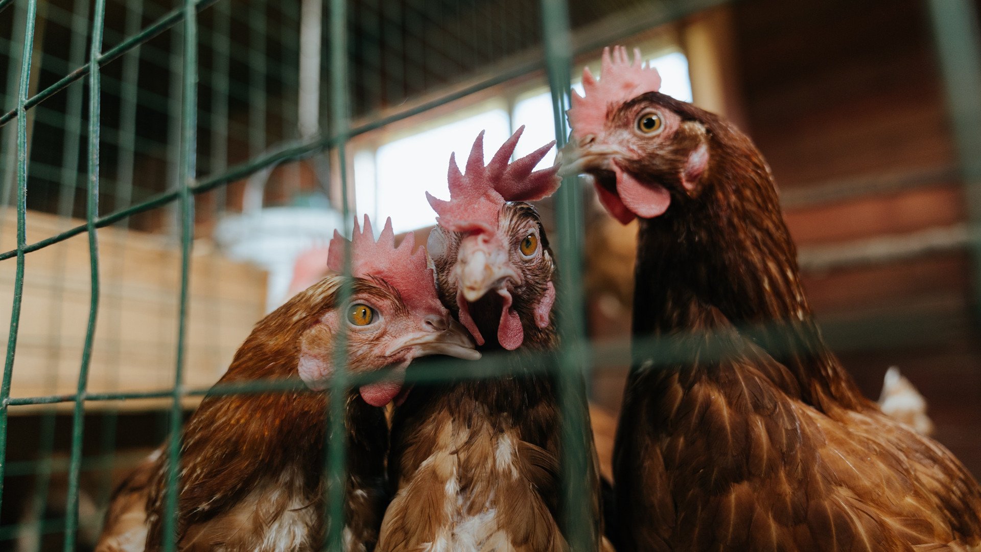 高节奏阵容在体能消耗控制上应如何调配，体感节奏战