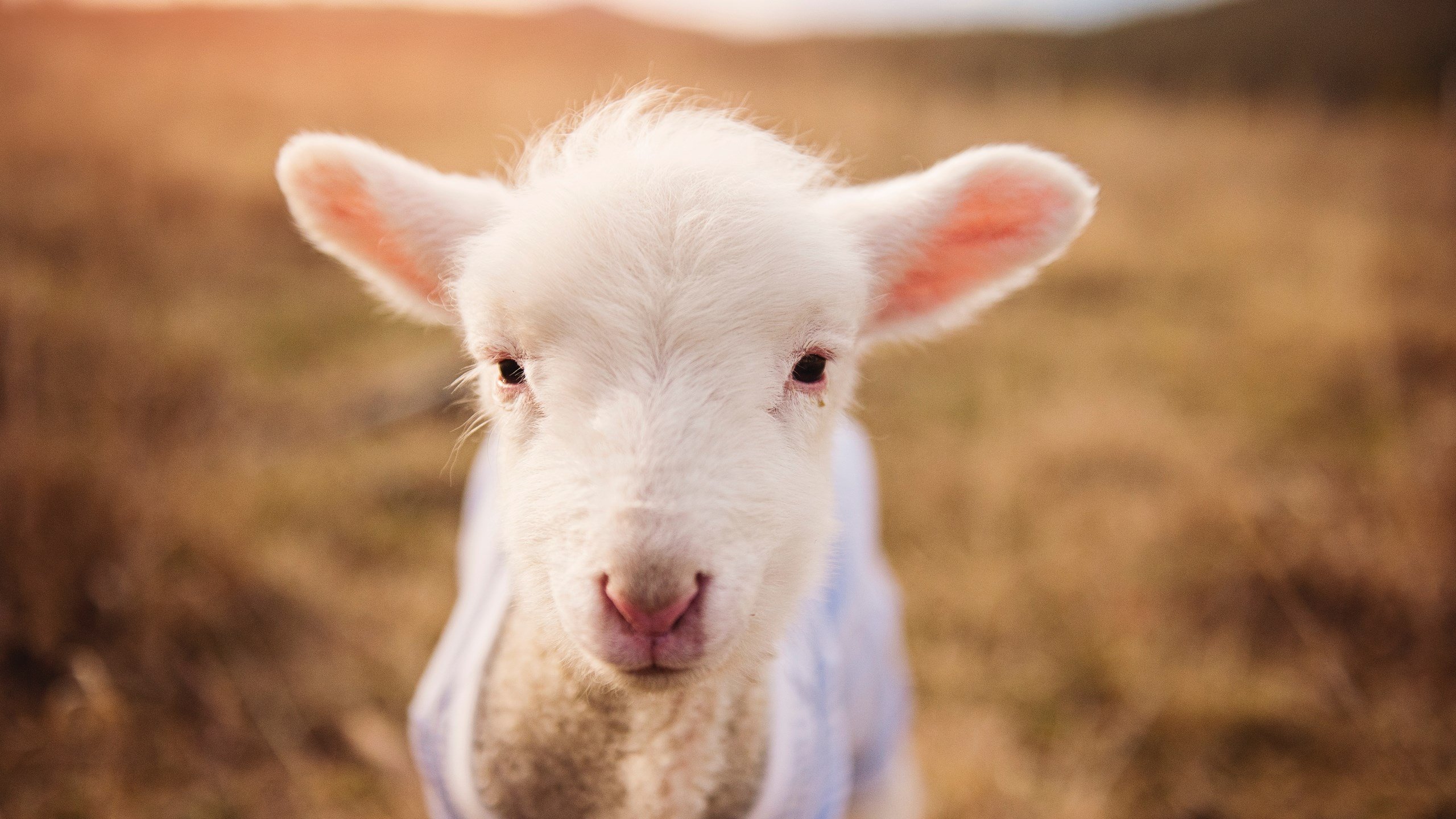 开云网站-76人助教亲自示范无球走位技巧引好评，76人单场助攻纪录