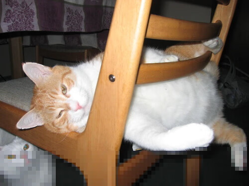 切拉苏奥洛蓄势待发 期待下一个突破,切洛拉高足球俱乐部