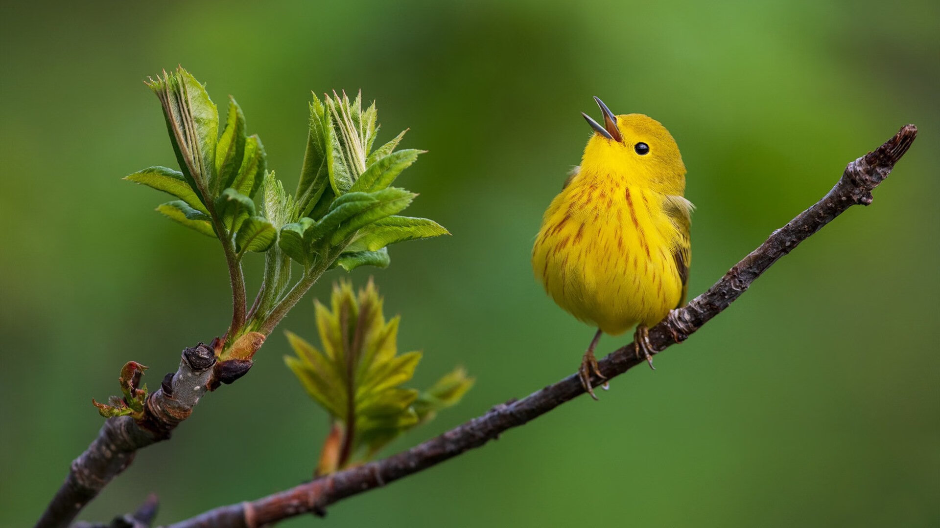kaiyun开云·官方网站-独行侠推广环保公益计划获得嘉奖，独行侠海报